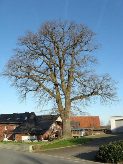 Bild 2 von Eiche am Schafsberg